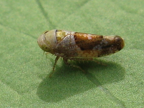 altra cicadella